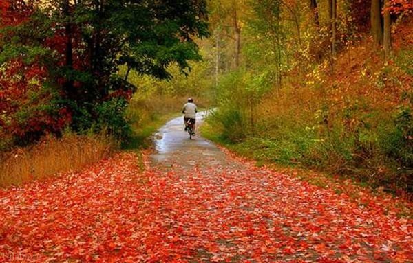 پاییز است و فصل قدم زدن زیر برگ ریزان پاییزی