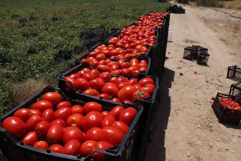 علت افزایش قیمت گوجه و رب گوجه چیست ؟