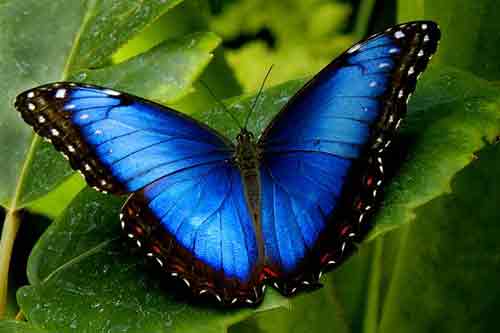 خوش رنگ ترین پروانه جهان را ببینید