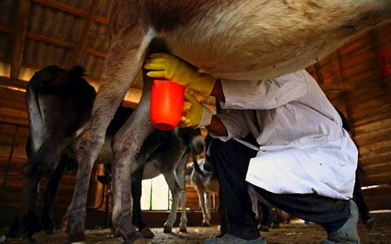 تولید روزی ۲۰۰ لیتر شیر الاغ در مشهد