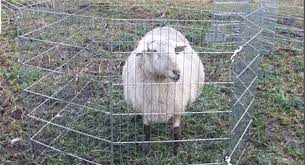 یک گوسفند به اتهام قتل زندانی شد!!!