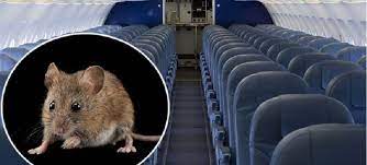 ماجرای موش در هواپیمای ایران ایر!