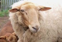 راهکاری های هوشمندانه برای خرید گوسفند زنده