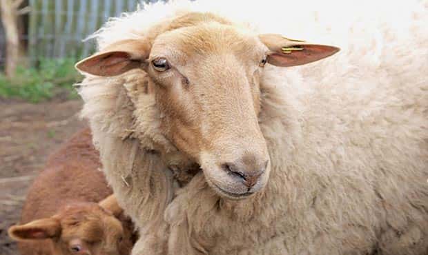 راهکاری های هوشمندانه برای خرید گوسفند زنده